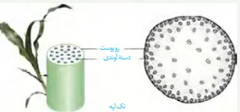 زیست شناسی 1 دهم تجربی کتاب درسی: نسخه 1402 صفحه 91 سوال 1