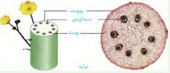 زیست شناسی 1 دهم تجربی کتاب درسی: نسخه 1402 صفحه 91 سوال 1